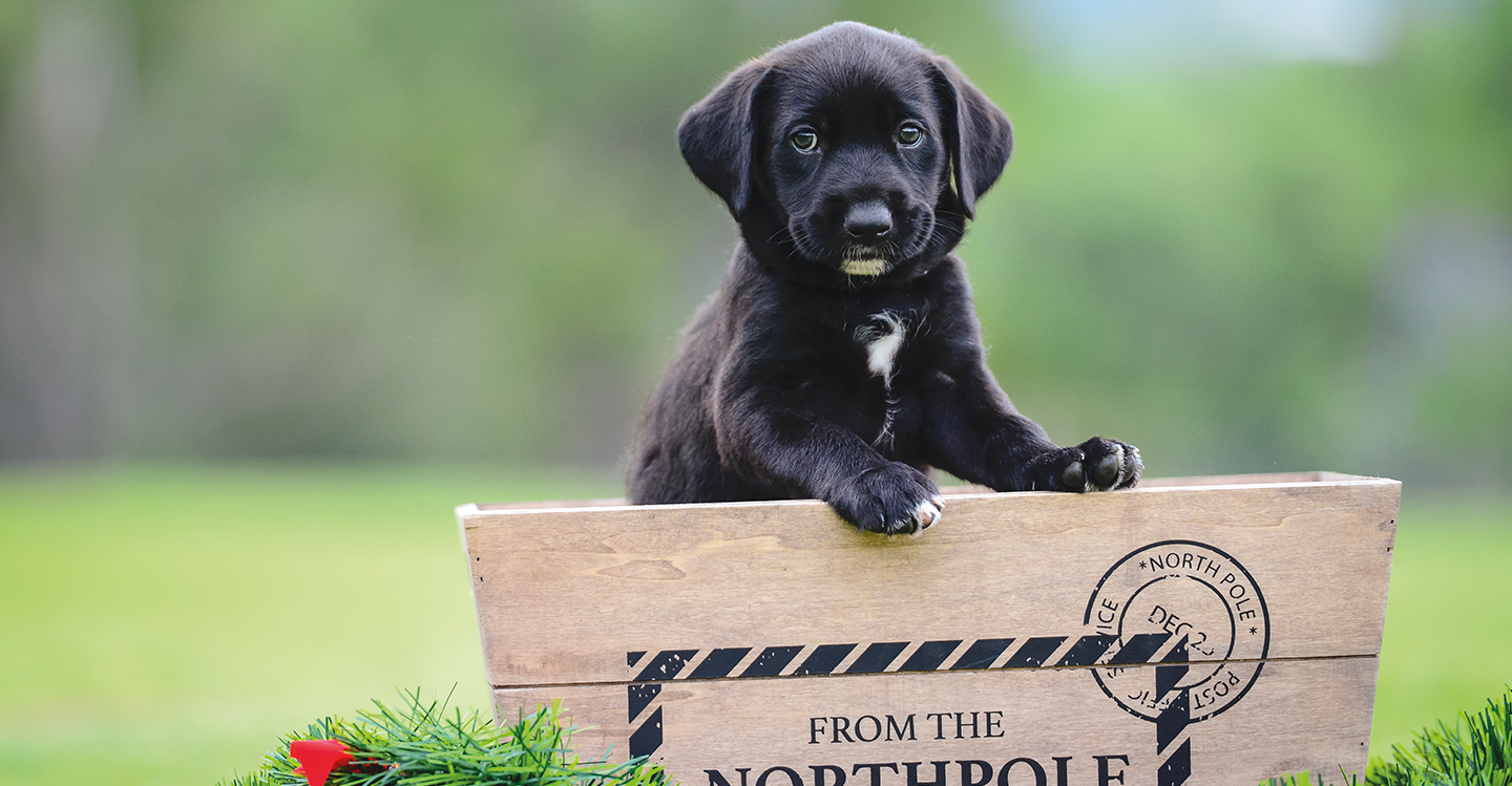 Un cucciolo di cane, di colore nero, seduto dentro una cassetta in legno, poggia le zampe anteriori mentre osserva curioso il verde intorno a se.